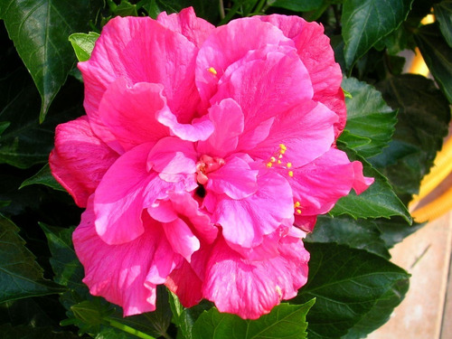 Hibisco Hibiscus Fucsia Doble Arbusto Ornamental Flor 1