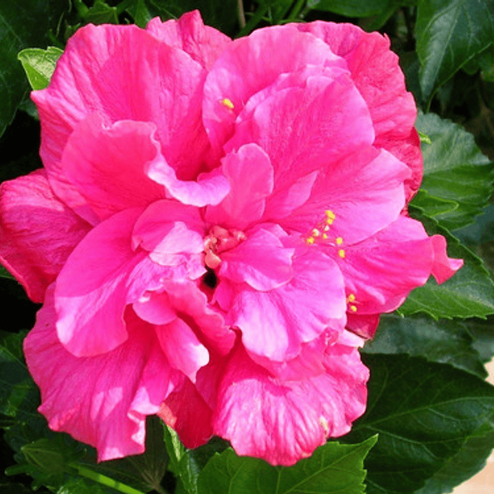 Hibisco Hibiscus Fucsia Doble Arbusto Ornamental Flor 1
