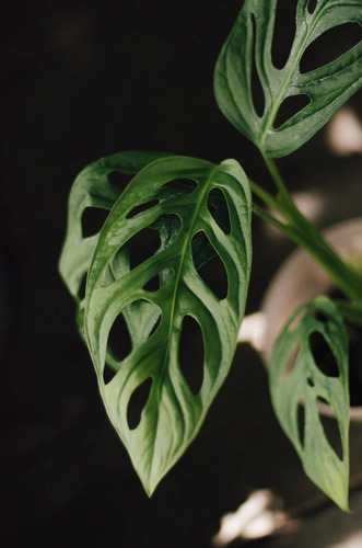 Philodendro Monstera Adansonii Obliqua Planta Interior 1