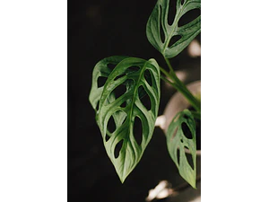 Philodendro Monstera Adansonii Obliqua Planta Interior