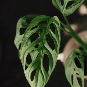 Philodendro Monstera Adansonii Obliqua Planta Interior
