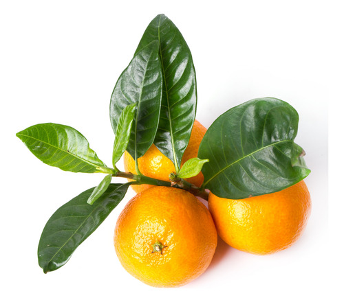 Mandarina Mandarino Árbol Frutal Injertado 1