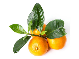 Mandarina Mandarino Árbol Frutal Injertado