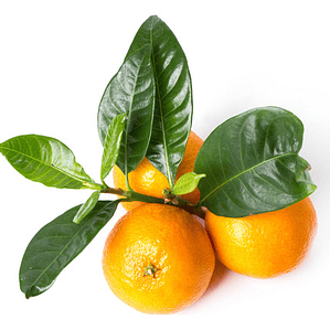 Mandarina Mandarino Árbol Frutal Injertado