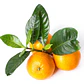 Mandarina Mandarino Árbol Frutal Injertado - Miniatura 1