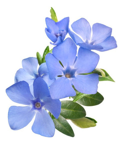 Vinca Major Cubresuelo Ornamental 1