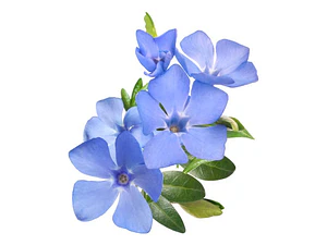 Vinca Major Cubresuelo Ornamental