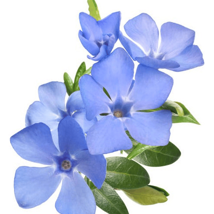 Vinca Major Cubresuelo Ornamental 1