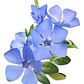 Vinca Major Cubresuelo Ornamental - Miniatura 1