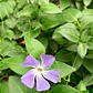 Vinca Major Cubresuelo Ornamental - Miniatura 2