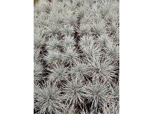 Pack De 10 Festuca Pequeña Planta Ornamental