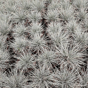 Pack De 10 Festuca Pequeña Planta Ornamental