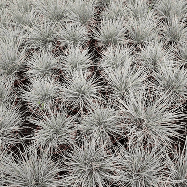 Pack De 10 Festuca Pequeña Planta Ornamental 1