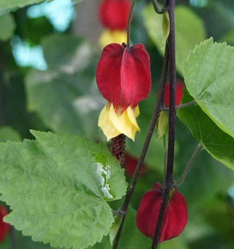 Abutilon Chino Arbusto Ornamental Flor 1