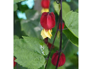 Abutilon Chino Arbusto Ornamental Flor