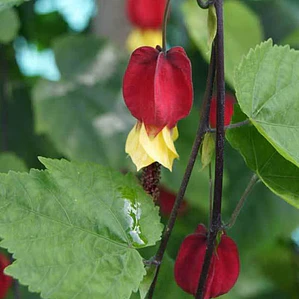 Abutilon Chino Arbusto Ornamental Flor