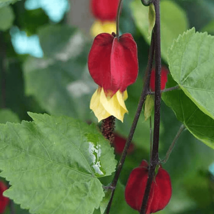 Abutilon Chino Arbusto Ornamental Flor 1