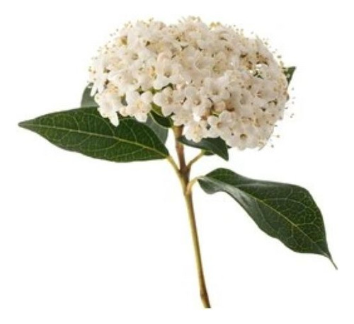 Viburnum Mascantha Arbusto Ornamental 1