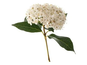 Viburnum Mascantha Arbusto Ornamental