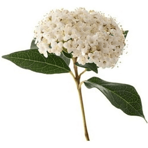 Viburnum Mascantha Arbusto Ornamental