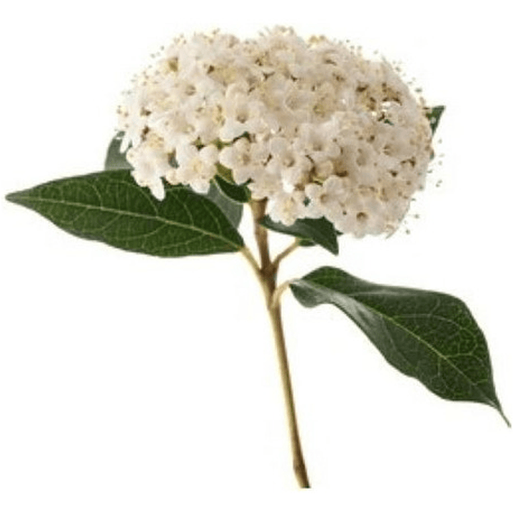 Viburnum Mascantha Arbusto Ornamental 1