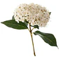 Viburnum Mascantha Arbusto Ornamental - Miniatura 1