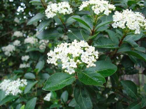 Viburnum Mascantha Arbusto Ornamental 2