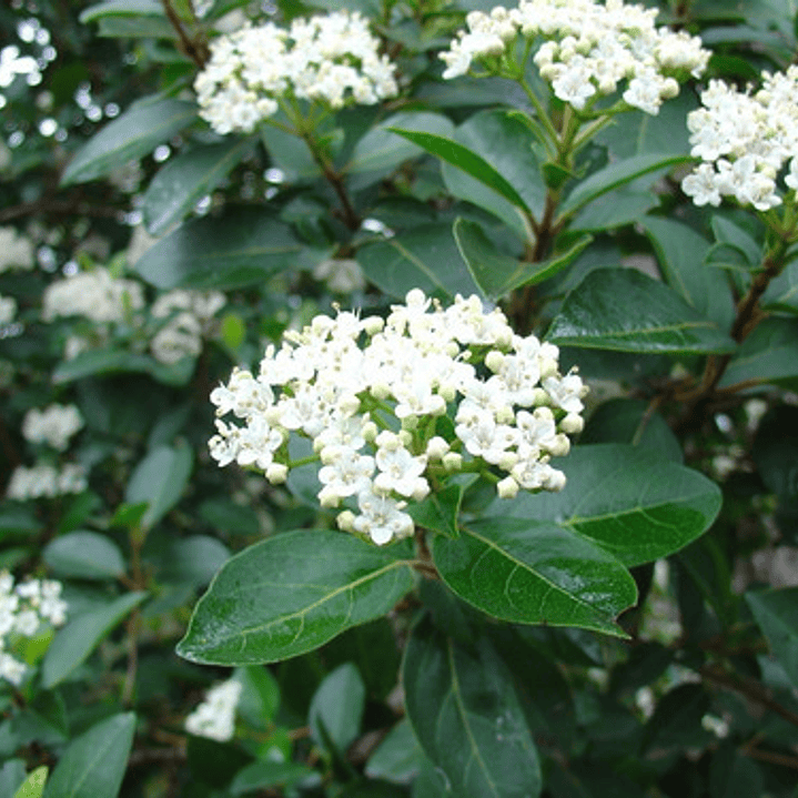 Viburnum Mascantha Arbusto Ornamental 2