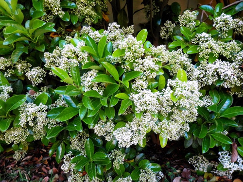 Viburnum Mascantha Arbusto Ornamental 3