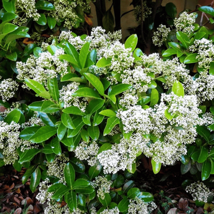Viburnum Mascantha Arbusto Ornamental 3