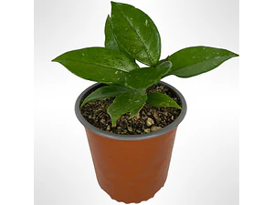 Clepia La Hoya Flor De Cera Trepadora Ornamental