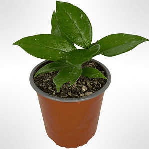 Clepia La Hoya Flor De Cera Trepadora Ornamental