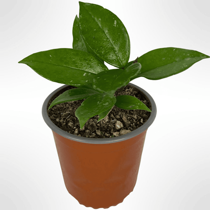 Clepia La Hoya Flor De Cera Trepadora Ornamental 1