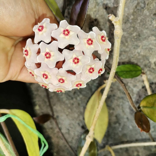 Clepia La Hoya Flor De Cera Trepadora Ornamental 2