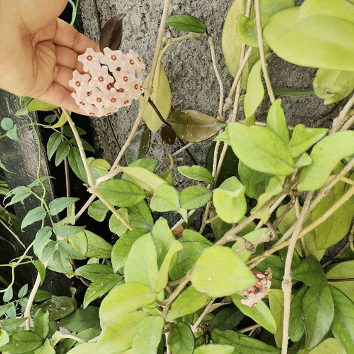 Clepia La Hoya Flor De Cera Trepadora Ornamental 4