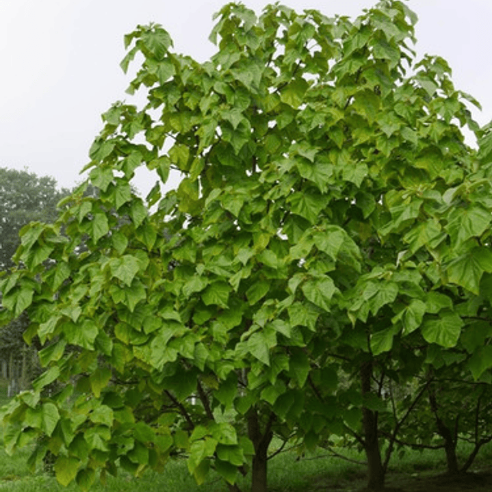 Paulownia Kiri Árbol 1 Metro Ornamental 3