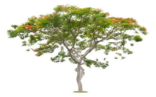 Tara Caesalpinia Spinosa Guarango Árbol Nativo Ornamental 1