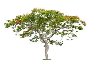 Tara Caesalpinia Spinosa Guarango Árbol Nativo Ornamental