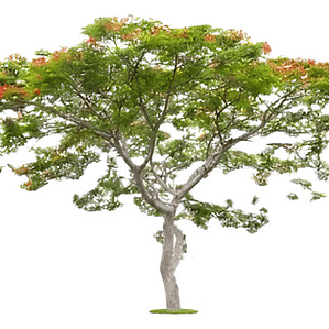 Tara Caesalpinia Spinosa Guarango Árbol Nativo Ornamental