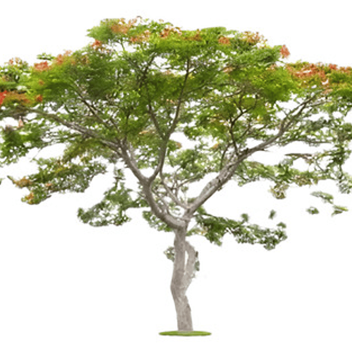 Tara Caesalpinia Spinosa Guarango Árbol Nativo Ornamental 1