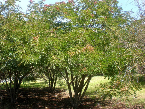Tara Caesalpinia Spinosa Guarango Árbol Nativo Ornamental 2