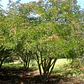 Tara Caesalpinia Spinosa Guarango Árbol Nativo Ornamental - Miniatura 2