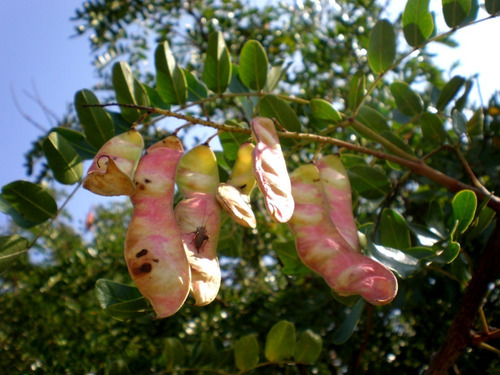 Tara Caesalpinia Spinosa Guarango Árbol Nativo Ornamental 3