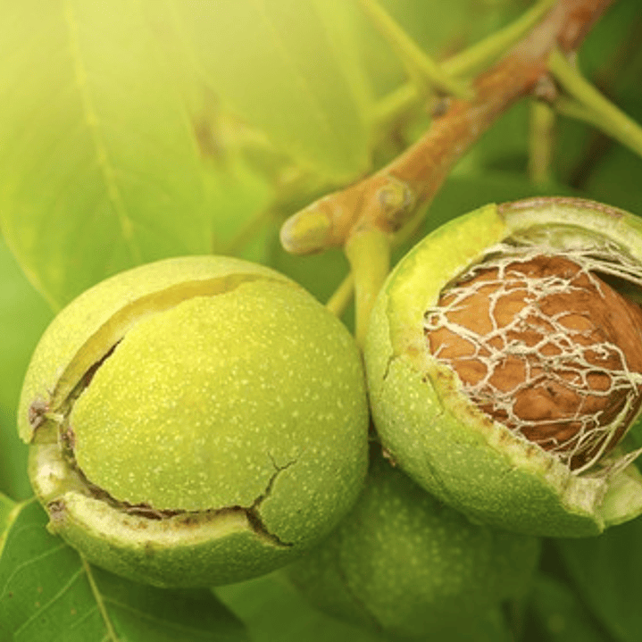 Nogal Chandler Árbol Frutal Injertado 2