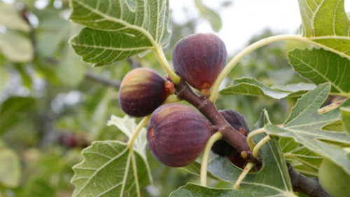 Higuera Negra Frutal Tamaño Pequeño 1