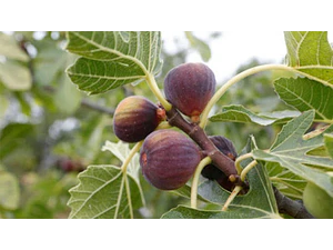 Higuera Negra Frutal Tamaño Pequeño
