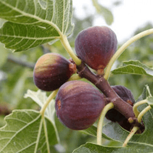 Higuera Negra Frutal Tamaño Pequeño