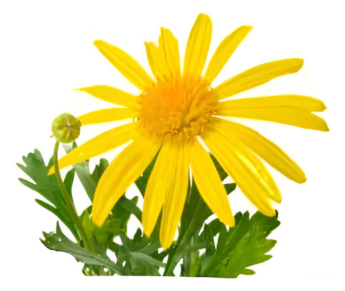 Paquerette Amarillo Planta Ornamental 1