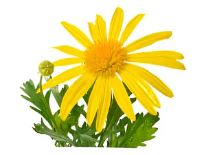 Paquerette Amarillo Planta Ornamental