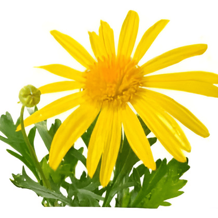 Paquerette Amarillo Planta Ornamental 1